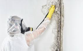 Best Forensic Mold Investigation  in Point Lookout, NY